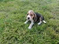 beagle olx|psy beagle za darmo.